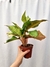 Aglaonema 'Frozen' - Folhas Raras