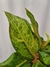 Aglaonema 'Frozen Green' na internet