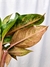Aglaonema 'Frozen' na internet