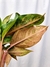 Aglaonema 'Frozen Green' - Folhas Raras