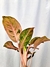 Aglaonema 'Green Papaya' na internet