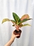 Aglaonema 'Green Papaya' - Folhas Raras