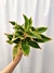 Aglaonema 'Pink Siam Aurora'