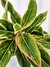 Aglaonema 'Pink Siam Aurora' - comprar online