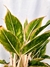 Aglaonema 'Pink Siam Aurora' - Folhas Raras