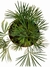 Actiniopteris australis - Folhas Raras