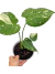 Monstera 'Thai Constellation' P - Folhas Raras