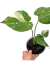 Monstera 'Thai Constellation' P na internet
