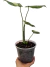 Imagem do Monstera 'Thai Constellation' P