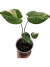 Monstera 'Thai Constellation' P - comprar online