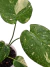 Monstera 'Thai Constellation' P - loja online
