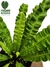 Asplenium 'Crispy Wave'