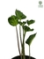 Syngonium 'Godzilla' na internet