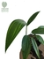 Epipremnum amplissimum - comprar online