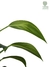 Epipremnum amplissimum na internet