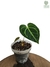 Anthurium regale baby