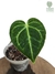 Anthurium regale baby - comprar online