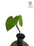 Philodendron ornatum G