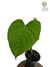 Philodendron ornatum G - comprar online