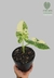 Alocasia macrorrhizos 'Variegata' M