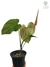 Philodendron x 'Majestic' G - comprar online