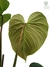 Philodendron x 'Majestic' G - Folhas Raras