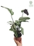 Calathea 'White Star' - comprar online