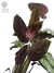Calathea 'White Star' na internet