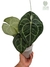 Anthurium clarinervium G