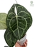 Anthurium clarinervium G - comprar online