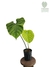 Philodendron aff. pastazanum