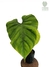 Philodendron aff. pastazanum - comprar online