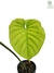 Philodendron aff. pastazanum na internet