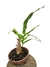 Drynaria quercifolia 'Variegata' G - comprar online