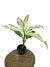 Dieffenbachia 'Tiki' - comprar online
