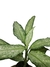 Dieffenbachia 'Tiki'