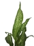 Dieffenbachia 'Tiki' na internet