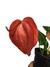 Anthurium scherzerianum 'Christine' - comprar online