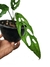 Monstera obliqua 'Peruvian Form' - comprar online