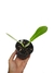 Philodendron carinatum