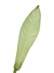 Philodendron carinatum na internet