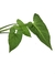 Syngonium wendlandii na internet