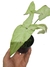 Syngonium 'Pink Salmon'