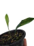 Microsorum thailandicum - Folhas Raras