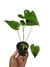 Anthurium brownii P