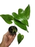 Anthurium brownii P - comprar online