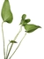 Anthurium brownii P na internet