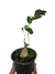 Phyllanthus mirabilis