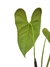 Anthurium balaoanum P na internet