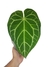 Anthurium crystallinum